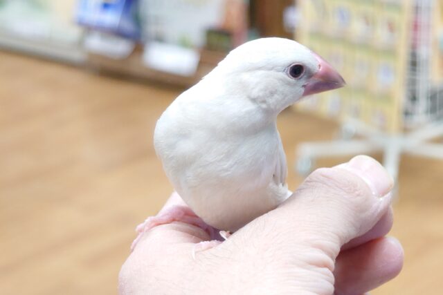 シルバー文鳥