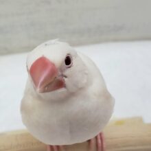 最新画像あり！　シルバーカラーと赤い瞳🐣　シルバーイノ文鳥
