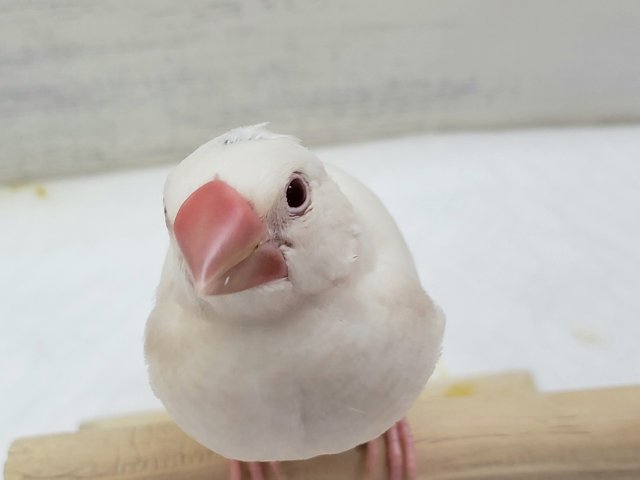 最新画像あり！　シルバーカラーと赤い瞳🐣　シルバーイノ文鳥