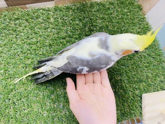 オカメインコ