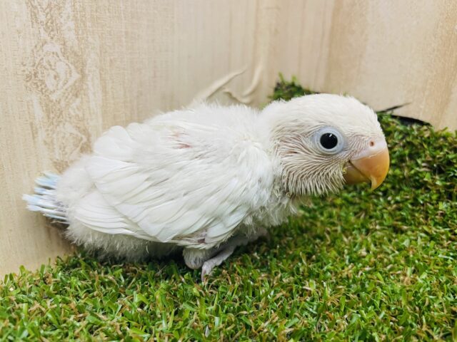 シロボタンインコ