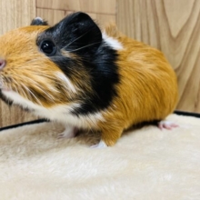 定番カラー☆だけど個性的✨イングリッシュモルモット(女の子)