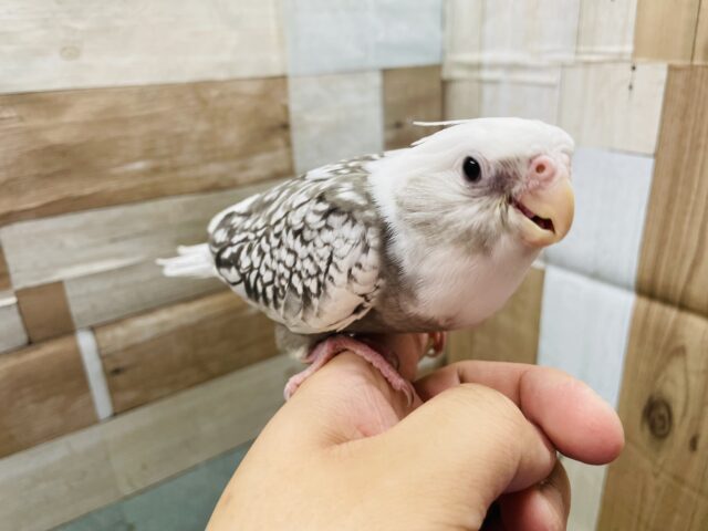 オカメインコ