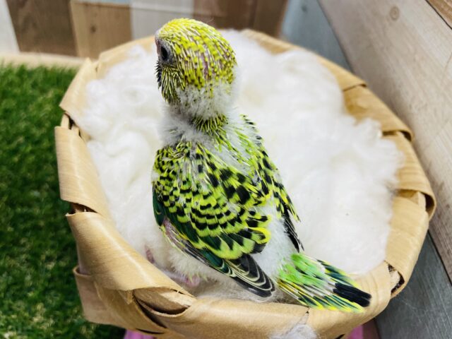 セキセイインコ