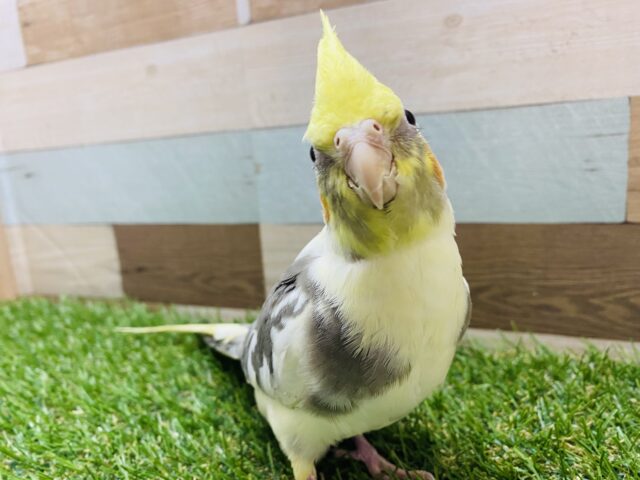 オカメインコ