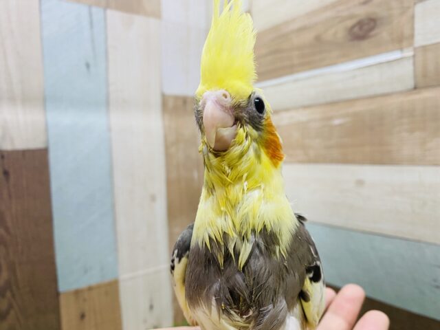 オカメインコ