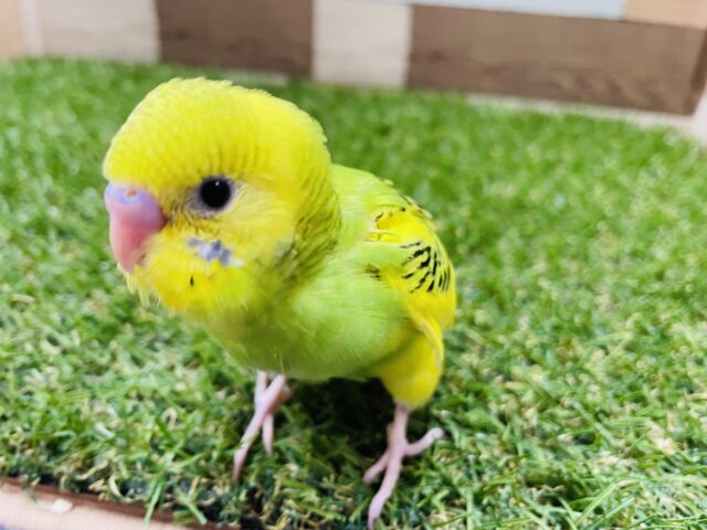 セキセイインコ