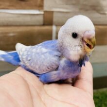 最新画像あります☆ひかえめな性格の可愛いコ！！セキセイインコのスパングル！