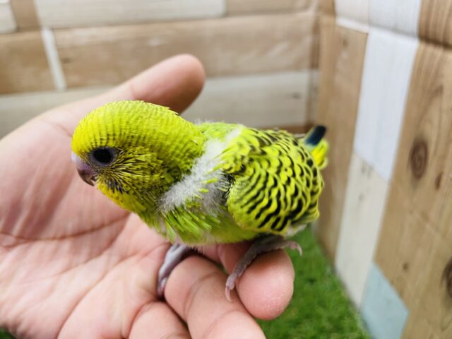 セキセイインコ