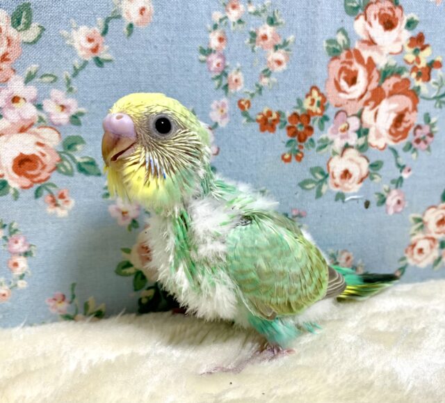 セキセイインコ