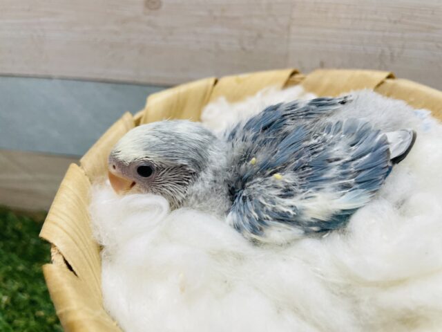 コザクラインコ（小桜インコ）