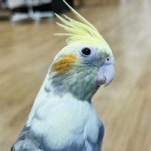【動画更新🪄】メロメロ注意です♡なでなで大好き！！オカメインコ(パイド)