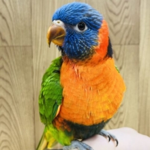 【最新画像・動画更新🪄ダイナミックな水浴び🫧】かっこよくも～　　可愛らしさ爆発☆彡　ゴシキセイガイインコ～～