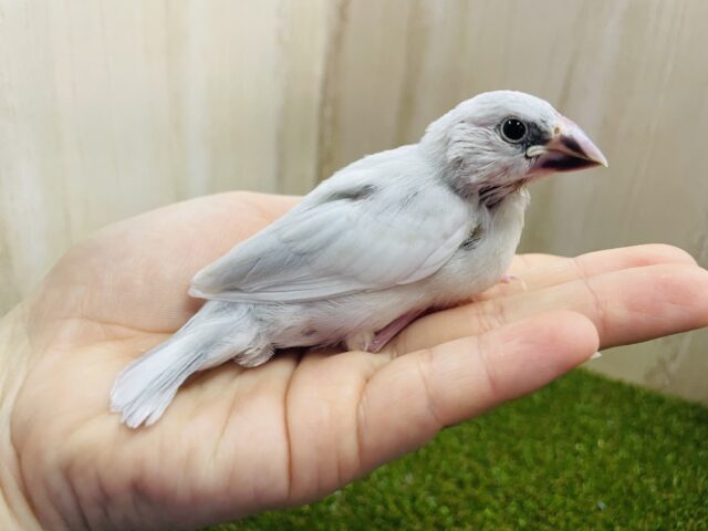 最新画像になりますよ‼️食欲旺盛‼️食べ盛りな文鳥さん💓　シルバー文鳥