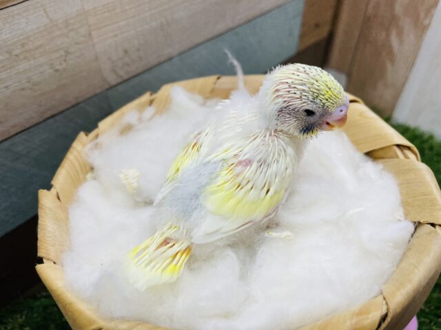 セキセイインコ