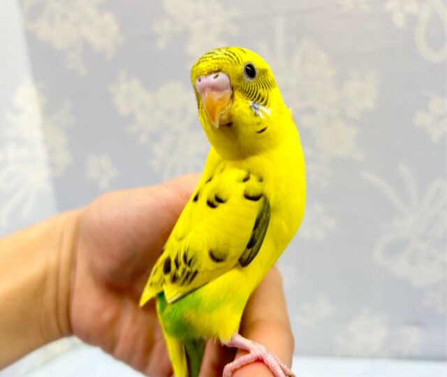 かわいい💖セキセイインコ(イエローハルクイン) 2023年3月生まれ