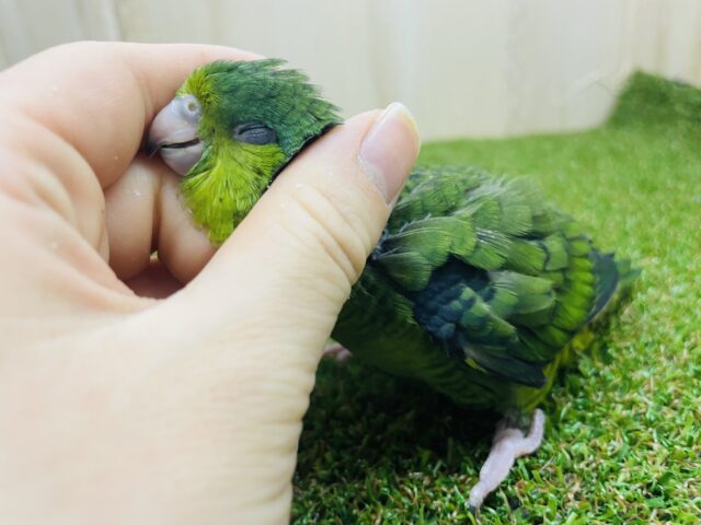 サザナミインコ