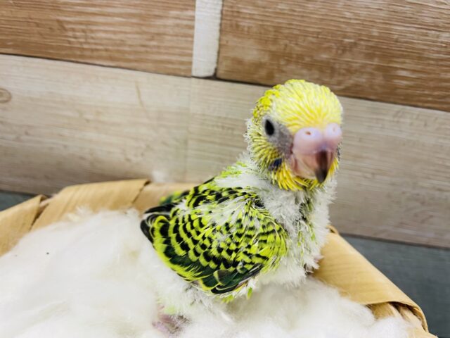 セキセイインコ