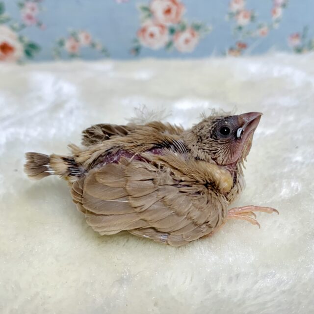 錦花鳥（キンカチョウ）