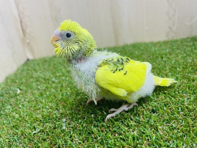 セキセイインコ