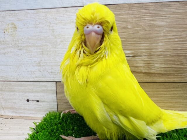 ミニシリーズ森の中にセキセイインコとメダカ♪♪