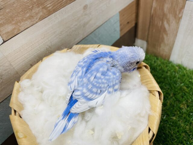 セキセイインコ