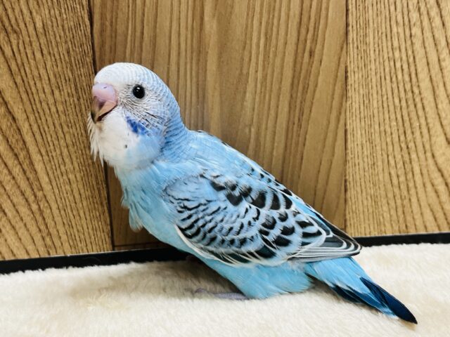 満腹なんて言葉は知らないよっ！セキセイインコ(オパーリン) ヒナ