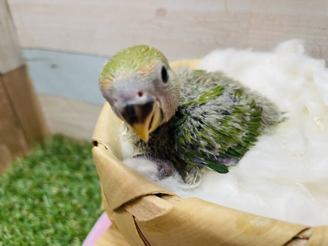 コザクラインコ（小桜インコ）