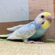 人気者なカラーです☆セキセイインコパステルレインボー！