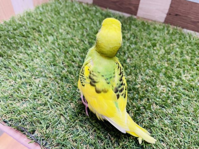 セキセイインコ