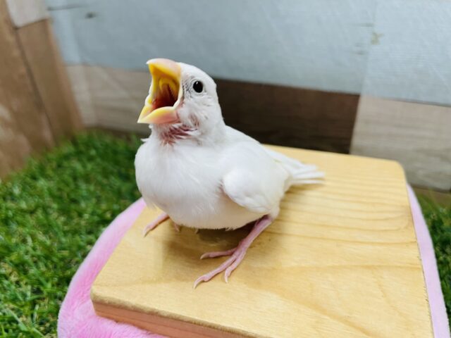 最新画像あります☆定番人気です！！白文鳥ヒナちゃんがやって来ました〜