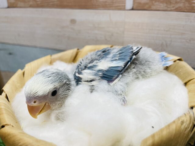 コザクラインコ（小桜インコ）