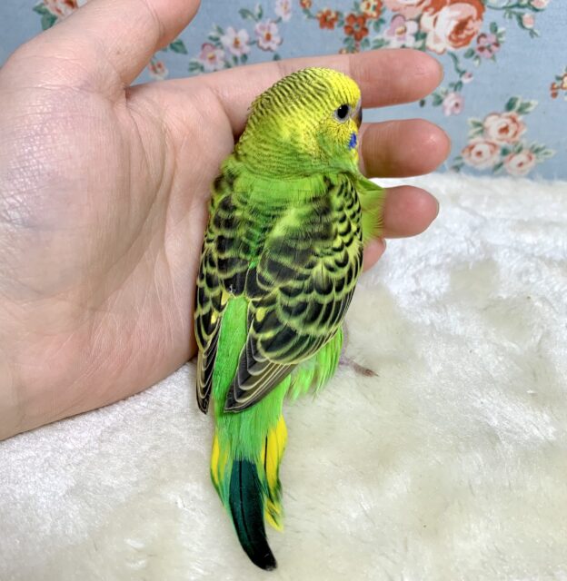 セキセイインコ