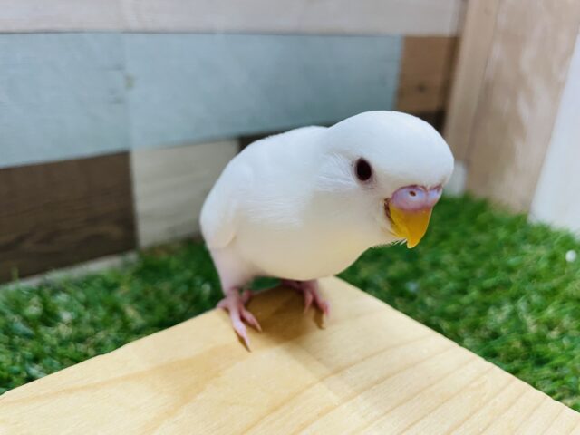 セキセイインコ