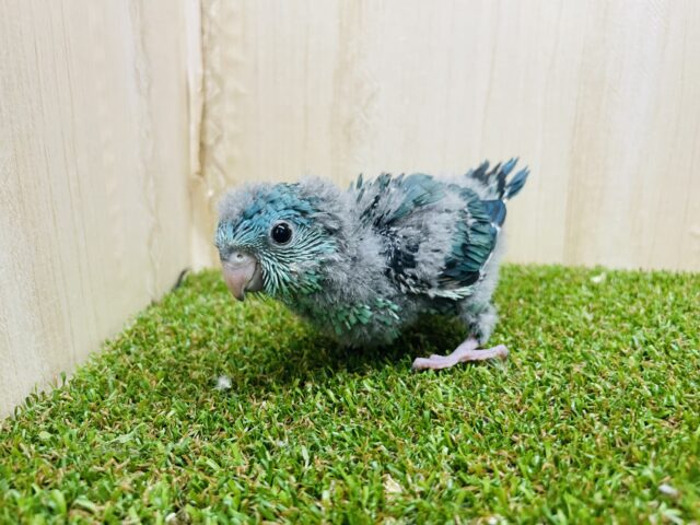 サザナミインコ