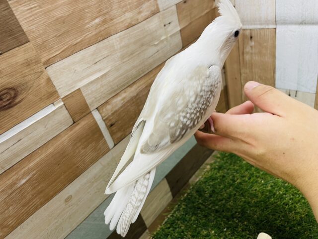 オカメインコ