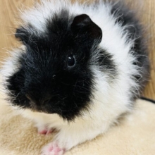 【最新画像更新🪄】パンダ？シマウマ？それとも羊？☁️もこもこ！テッセルモルモット(男の子)