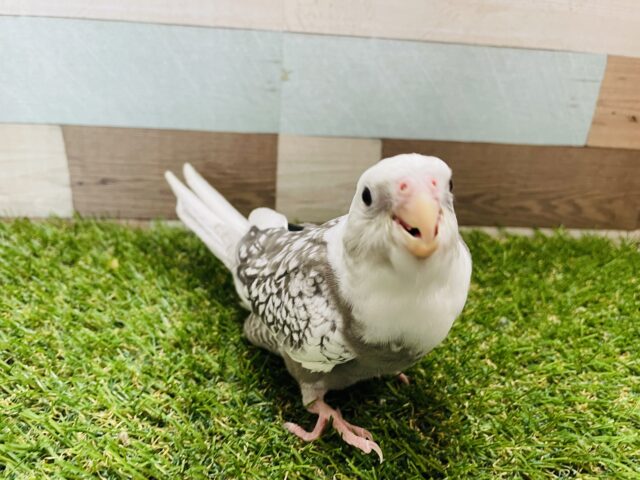 最新画像あります☆凛とした雰囲気の美パール模様のコ！オカメインコのホワイトフェイスパール！