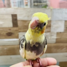 最新画像あります☆個性の出るまだら模様☆しっかり体型のオカメインコパイド！