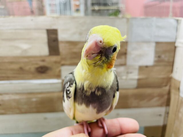 最新画像あります☆個性の出るまだら模様☆しっかり体型のオカメインコパイド！