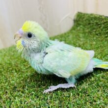 最前線スタンバイ！主役はわたし！　セキセイインコ　パステルカラーレインボー