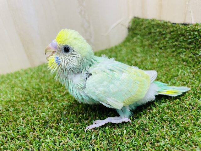 最前線スタンバイ！主役はわたし！　セキセイインコ　パステルカラーレインボー