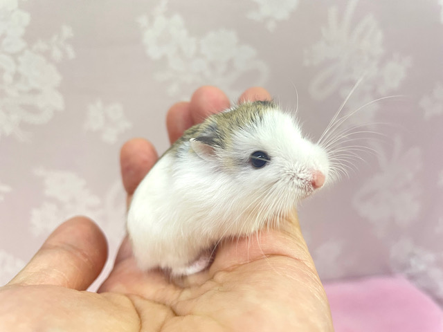 ロボロフスキーハムスター
