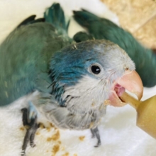 愛しのワキワキダンス💙⁾⁾オキナインコの雛ちゃん入舎です💙 ⁾⁾