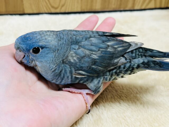 サザナミインコ