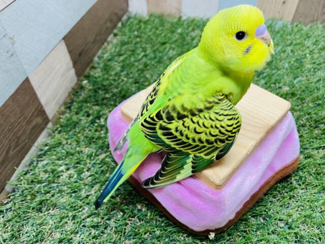 セキセイインコ