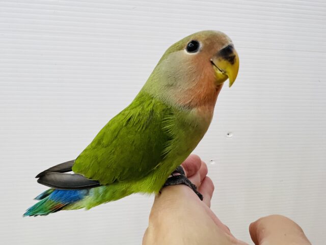 コザクラインコ（小桜インコ）