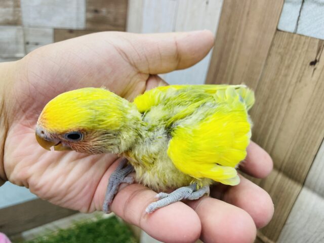 コザクラインコ（小桜インコ）