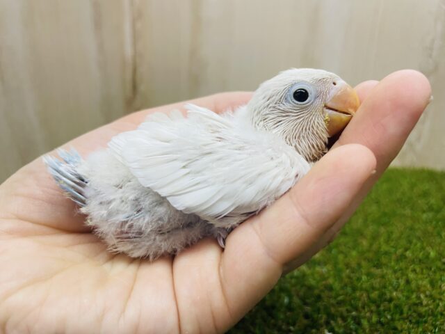 シロボタンインコ