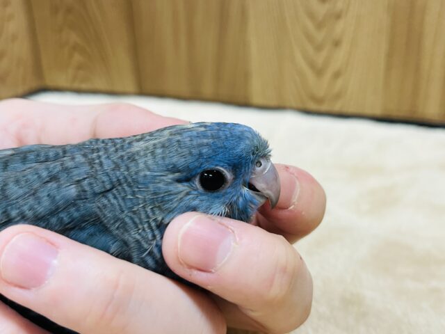 サザナミインコ